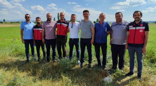 Kütahya’da çörek otu üretimi yakından takip ediliyor