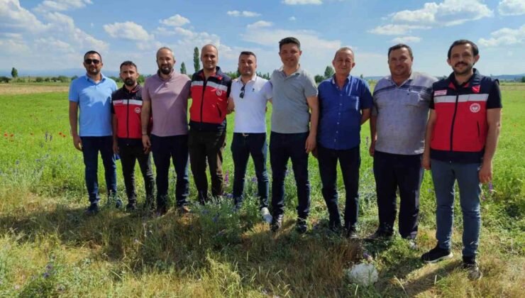 Kütahya’da çörek otu üretimi yakından takip ediliyor