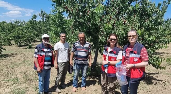 Kütahya’da kirazda hasat öncesi pestisit denetimleri başladı
