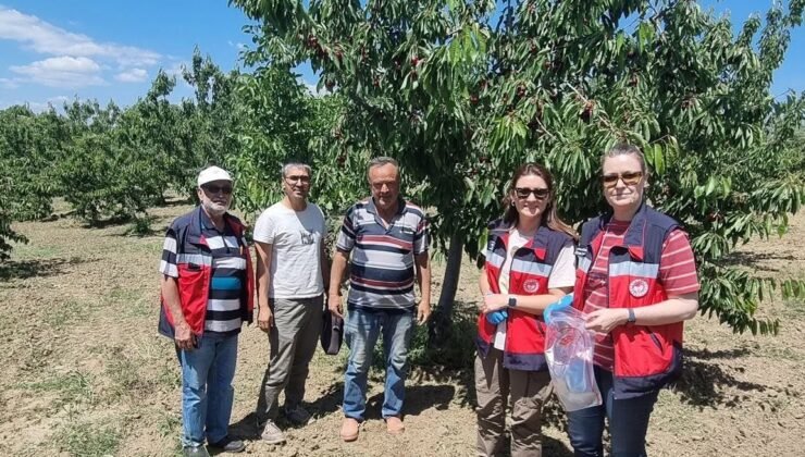 Kütahya’da kirazda hasat öncesi pestisit denetimleri başladı
