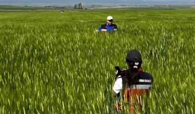 Kütahya’da sertifikalı tohumluk üretim parsellerinde tarla kontrolleri gerçekleştirildi