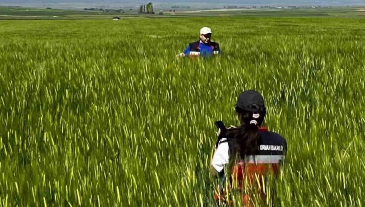 Kütahya’da sertifikalı tohumluk üretim parsellerinde tarla kontrolleri gerçekleştirildi