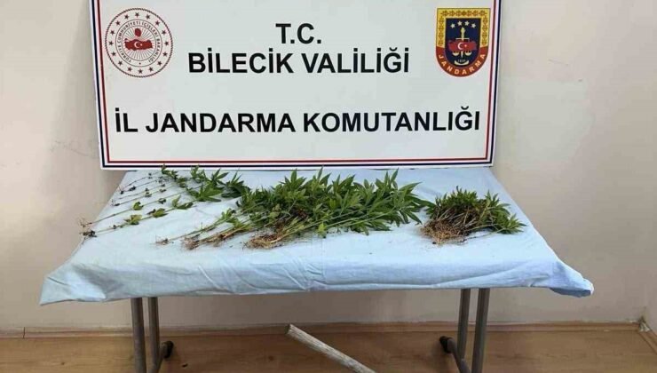 Ormanlık arazide kenevir ekimi yapan şahıs ektikleri sularken yakalandı