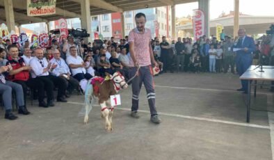Otuz buzağı arasından en güzeli seçildi