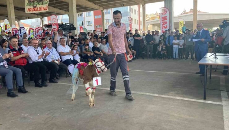 Otuz buzağı arasından en güzeli seçildi
