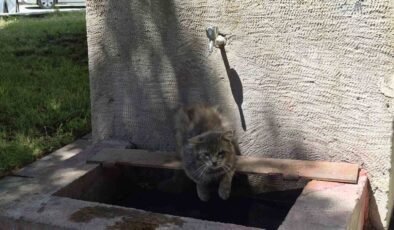 Sıcaktan bunalan sokak kedisi tarihi çeşmenin altında serinlemeye çalıştı