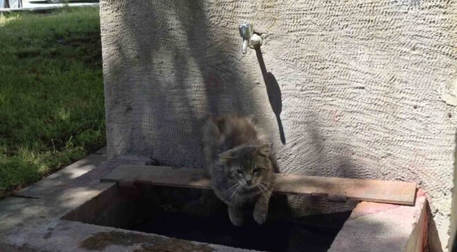 Sıcaktan bunalan sokak kedisi tarihi çeşmenin altında serinlemeye çalıştı