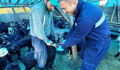 Simav’da küçükbaş hayvanlara aşılama ve küpeleme çalışması