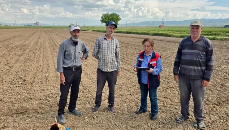 Turşuluk lahana ve dane mısır dikim ve ekim işlemleri devam ediyor