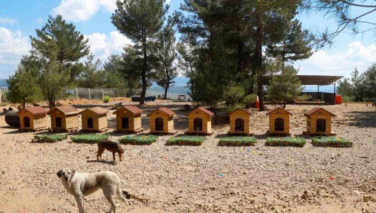 Uşak Belediyesi Başkan Vekili Özkan’dan hayvan bakımevine ziyaret