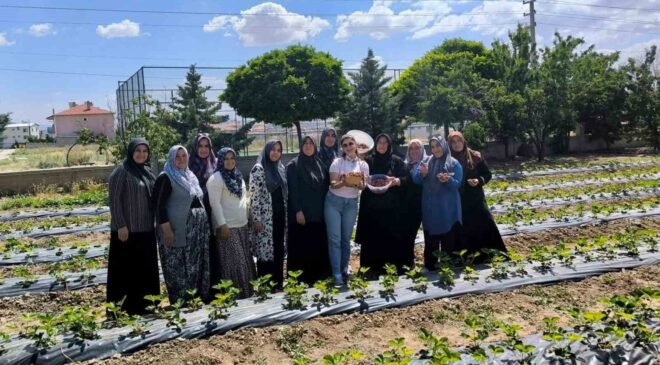 ADEM projesinde ilk çilek hasadı yapıldı