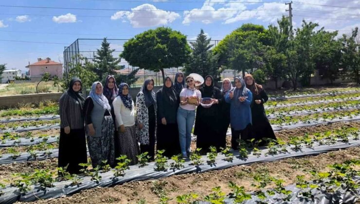 ADEM projesinde ilk çilek hasadı yapıldı