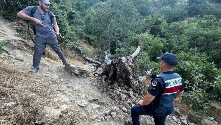 Ağaç yangını korkuttu