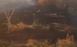 Anız yangını tarım arazileri ve ormanlık alana sıçramadan söndürüldü