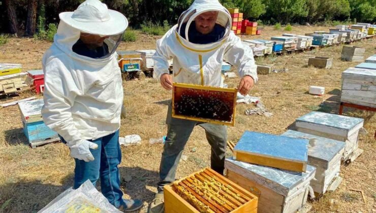 Arılı kovan desteği için işletme denetimleri sürüyor