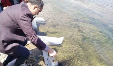 Aslanapa Kureyşler Göleti’ne 140 bin sazan yavrusu bırakıldı