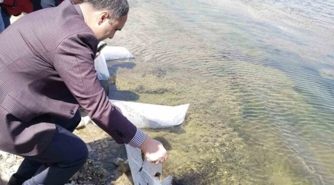 Aslanapa Kureyşler Göleti’ne 140 bin sazan yavrusu bırakıldı
