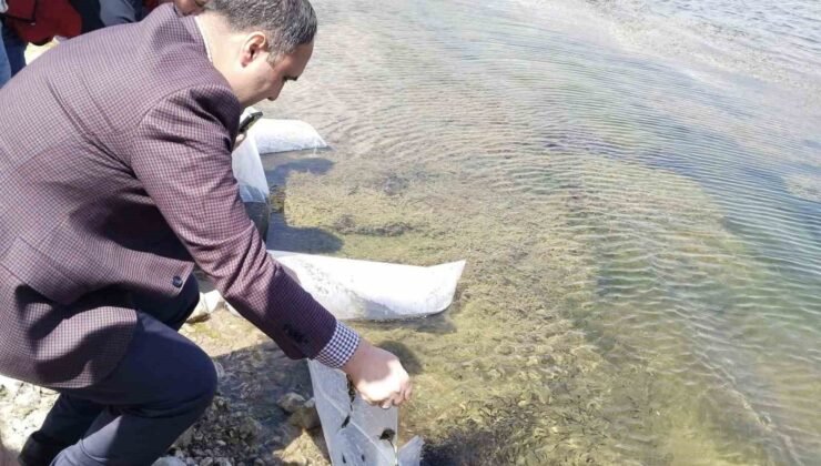 Aslanapa Kureyşler Göleti’ne 140 bin sazan yavrusu bırakıldı