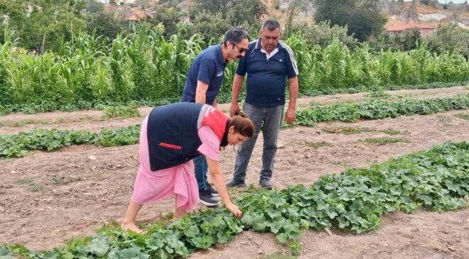 Barbunya ve kornişon salatalık da hastalık ve zararlı denetimi