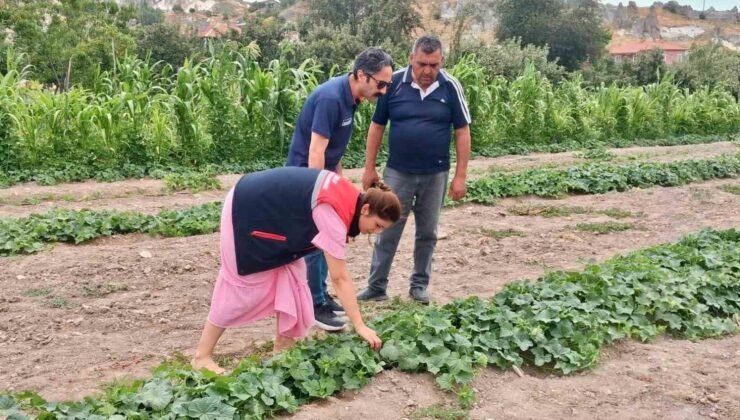 Barbunya ve kornişon salatalık da hastalık ve zararlı denetimi
