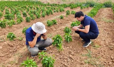 Başmakçı’da sebze ekili alanlar kontrol edidldi