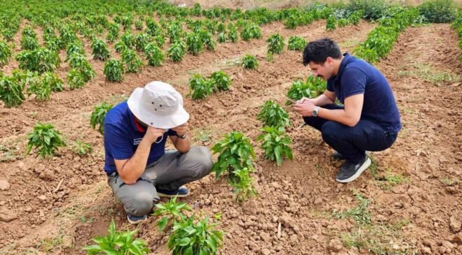Başmakçı’da sebze ekili alanlar kontrol edidldi