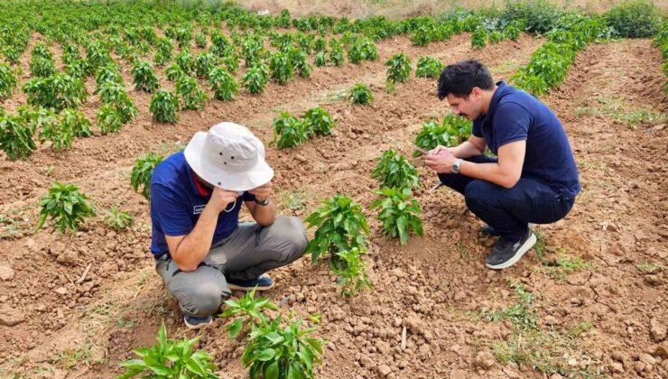 Başmakçı’da sebze ekili alanlar kontrol edidldi