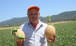 Bilecik’in ünlü Medetli kavununun hasadı başladı