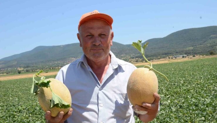 Bilecik’in ünlü Medetli kavununun hasadı başladı