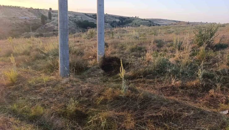 Bilecik’te elektrik akımına kapılan kuş yangına sebep oldu