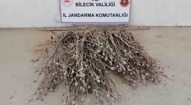 Bilecik’te izinsiz ekilen 136 kök haşhaş ele geçirildi