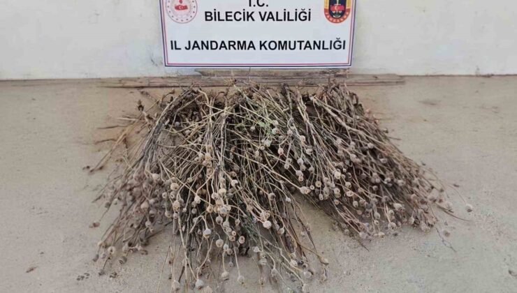 Bilecik’te izinsiz ekilen 136 kök haşhaş ele geçirildi