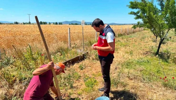 Çavdarhisar’da salep hasadı başladı