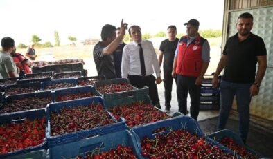Çay’da kiraz hasadı başladı