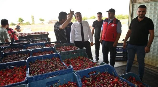 Çay’da kiraz hasadı başladı