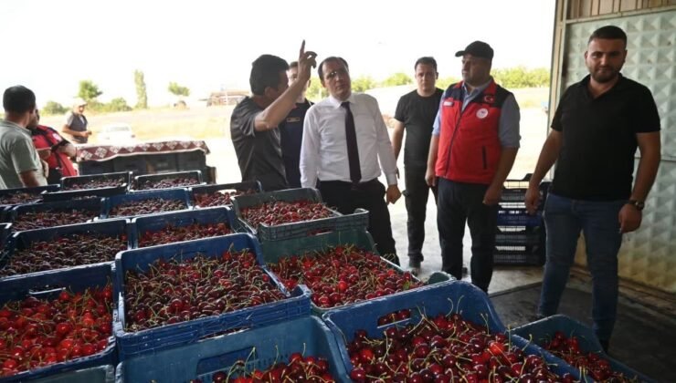 Çay’da kiraz hasadı başladı