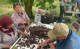 Coğrafi işaretli Akşehir ve Sultandağı kirazlarında tarihi rekor kırıldı