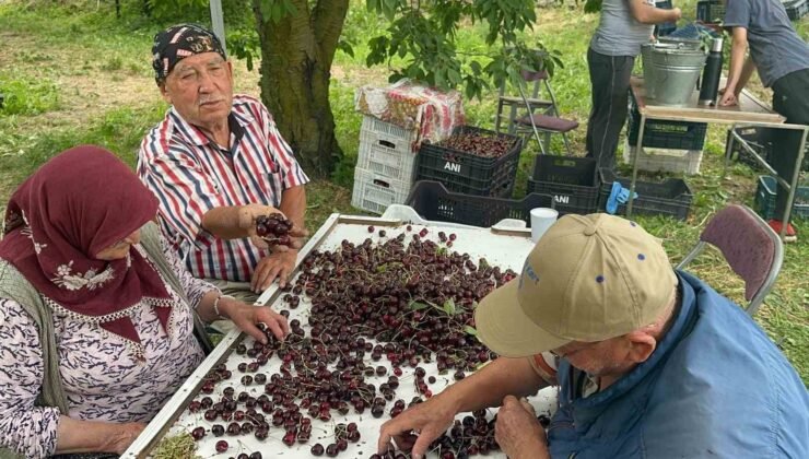 Coğrafi işaretli Akşehir ve Sultandağı kirazlarında tarihi rekor kırıldı