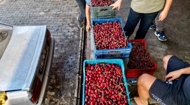 Dünya sofralarını süsleyen ’Napolyon’ kirazda bereket yaşanıyor