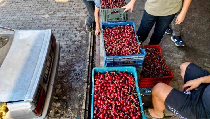 Dünya sofralarını süsleyen ’Napolyon’ kirazda bereket yaşanıyor