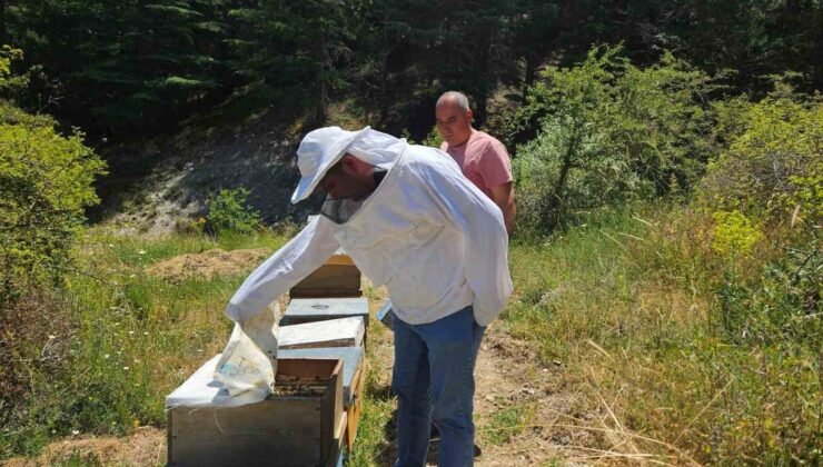 ’Arıcılık Kayıt Sistemi’ güncelleme çalışmaları sürüyor