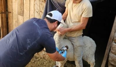 Emet ve Domaniç’te küçükbaş hayvanlara aşılama ve kimliklendirme çalışmaları devam ediyor
