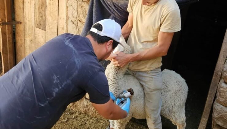 Emet ve Domaniç’te küçükbaş hayvanlara aşılama ve kimliklendirme çalışmaları devam ediyor