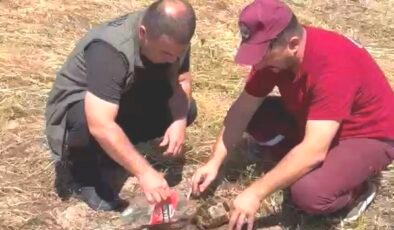 Emet’te alevlerin arasından kurtarılan kaplumbağa yürekleri ısıttı