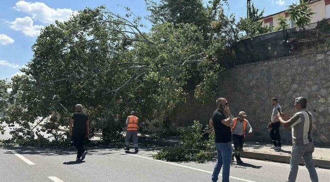 Eskişehir’de devrilen ağaç kara yolunu kısmen trafiğe kapattı
