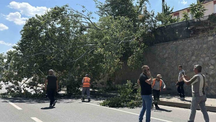 Eskişehir’de devrilen ağaç kara yolunu kısmen trafiğe kapattı