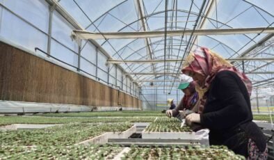 Eskişehir’de jeotermal ve İtalyan teknolojili fide üretimi yapılıyor