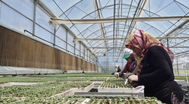 Eskişehir’de jeotermal ve İtalyan teknolojili fide üretimi yapılıyor