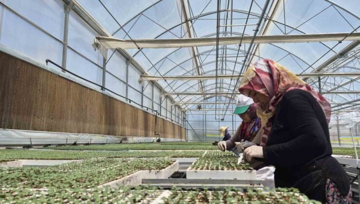 Eskişehir’de jeotermal ve İtalyan teknolojili fide üretimi yapılıyor
