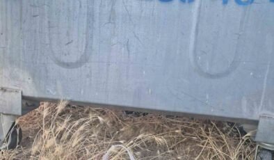 Eskişehir’de kan donduran olay: Yavru kedinin ağzını bantlayıp poşetle çöpe attılar
